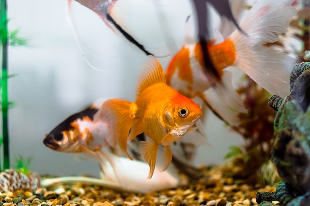 How a Goldfish Can Help You Build Grit